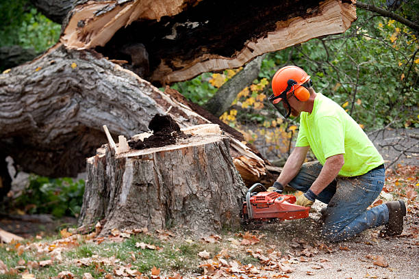 Tree Branch Trimming